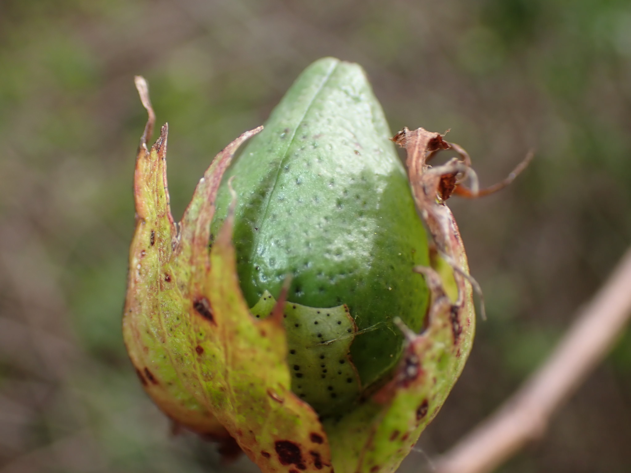 Gossypium hirsutum